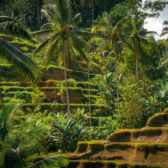 Sawah berundak di sekitar Ubud
