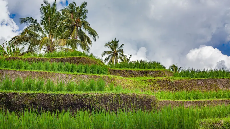 Sawah berundak di Jatiluwih, Tabanan