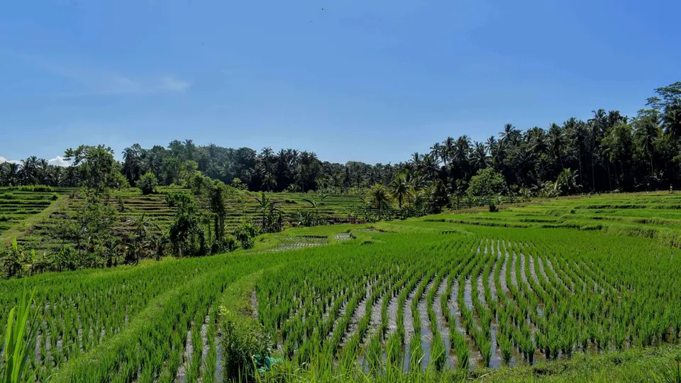 Sawah berundak di Bali